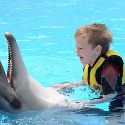 Dolphin show
