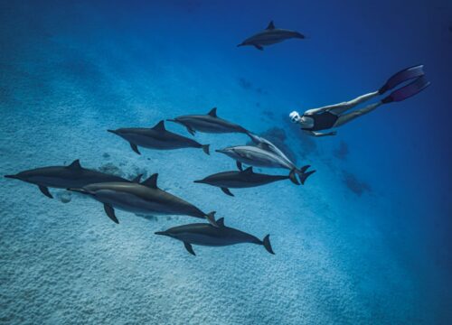 Dolphin House trip