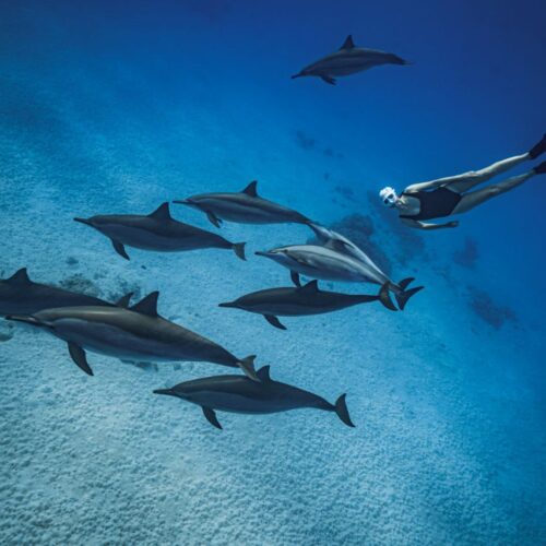 Dolphin House trip